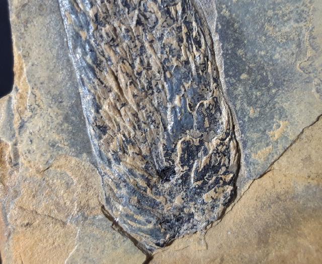 Walchianthus sp. FLORIN 1940 - Bild © FossNet FossilienStore